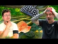 Download Lagu ON PART ACHETER DES POISSONS D’AQUARIUM DANS LES FERMES GÉANTES  ! ( avec @GabAqua GabAqua )