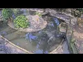 St Augustine Alligator Farm LIVE