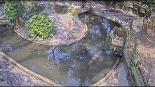 St Augustine Alligator Farm LIVE