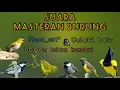 Download Lagu ‼️Audio mastering burung. isian pleci wit\