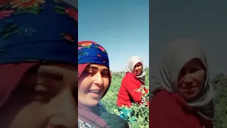 اغنية ياما الحنانة ها طلي طللا عشوية 