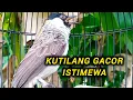 Download Lagu KUTILANG GACOR ISIAN SUARA BERSIH AMPUH UNTUK PANCINGAN \u0026 MASTERAN KUTILANG LAIN
