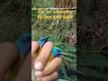 Download Lagu Pikat burung pleci dapetnya cucak kino