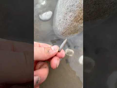 We found this beautiful, calcite Hibolite fossil stuck in some soft clay