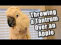 Download Lagu Max Throws a Tantrum Over an Apple (Subtitles)