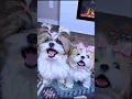 Download Lagu cute shihtzu puppy dog barking #puppy #dog #shihtzu #dogvideos #barking #cutedog #trending #shorts