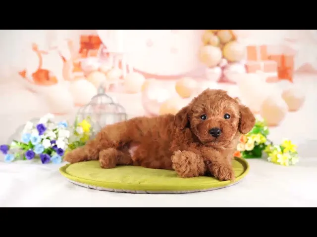 動画
