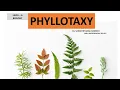 Phyllotaxy I Arrangement of leaves on a stem