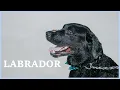 Labrador barking dog Labrador sound Big labrador dog Labrador retriever voice and sounds