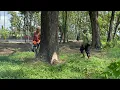 Download Lagu Fast skill cutting tree with strongest chainsaw ‼️