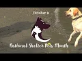 Natural Awakenings North NJ - October is National Shelter Pets