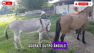 jumento cobrindo gua no cio