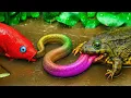 Download Lagu Menyelamatkan Ikan Koi dari Lele dan Belut, ikan lele guppy, katak, kepiting  Stop Motion ASMR
