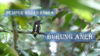 Download SEMPUR HUJAN RIMBA GACOR DIALAM LIAR | BANDED BROADBILL SINGING MP3