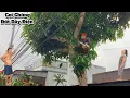Download Lagu Cưa cây Xoài trước nhà gần dây điện / Sawing Mango tree in front of house near electric wire | P63