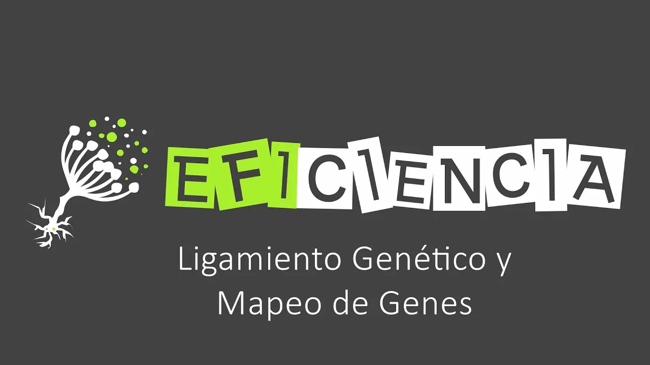 LIGAMIENTO GENÉTICO Y MAPEO DE GENES. Probabilidad de Recombinación