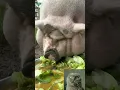 Download Lagu Obese pig// suara babi kelaparan