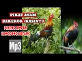 Download Lagu suara pikat ayam hutan bakekok /kasintu //  langsung nyaut mp3