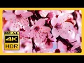 Download Lagu Prachtige kersenbloesems \u0026 ONTSPANNENDE MUZIEK voor meditatie 4k HDR ONTSPANNENDE MUZIEK Screensaver