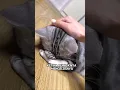 Download Lagu Kucing ini ngambek ketika pemiliknya lupa membelikannya cemilan🥺❤️