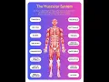 Muscular System in Human Body Learninghub Human Parts