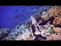 Download Lagu hunting in coral waters (WAKATOBI) is the best spot || Spearfishing Indonesia