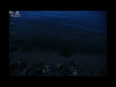 a horseshoe crab story (2023) 4K Dir Seraphim