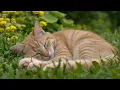 12 Hours of Calming Music for Anxious Cats 😻 Relaxing Sleep & Stress Relief Music 🌈