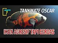 Download Lagu 7 IKAN YANG COCOK DENGAN IKAN OSCAR - TANKMATE OSCAR