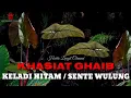 Mitos Khasiat Ghaib Keladi Hitam (Sente Wulung)