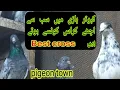 Download Lagu kabootar bazi main best cross pairs  konsy hoty hain || cross jory lagany ka tarika || pigeon town |
