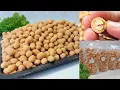 Download Lagu BESAR, MULUS, SUPER RENYAH !! CARA BUAT KACANG TELUR KOKOH