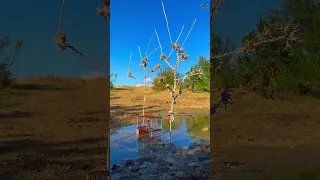 صيد الحسون على الطريقة التقليدية باللاصق Goldfinch Hunting  صيد الحسون على الطريقة التقليدية باللاصق Goldfinch Hunting