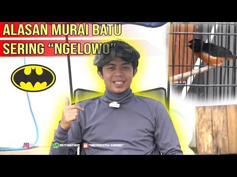 Cara mengatasi MURAI BATU Ngelowongeflyngebatman