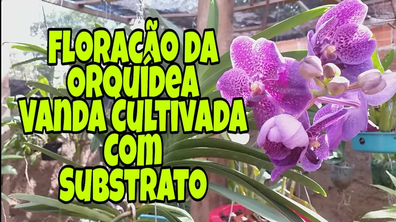 FLORAÇÃO DA ORQUÍDEA VANDA CULTIVADA COM SUBSTRATO