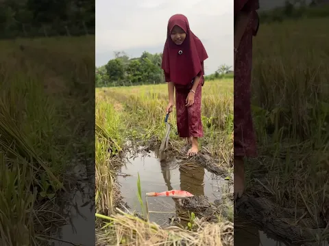 Aku Dan Bocil Nyeser Dapat Ikan Koi Jumbo #koi #ikankoi #bocil #nyeser #koijumbo #koifish