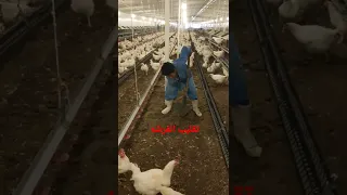 سفير الدواجن عمليه تقليب الفرشه فراخ بيض كتاكيت انتاج بياض تحصين دواجن مزارع طيور 
