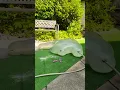 Stretchy Gorilla Experiment