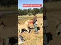 Download Lagu loins lovers || #animals #safari #africa men || #funny video #comedy short video #new shorts||