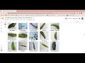 image classification mango leaf disease