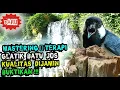 Download Lagu MASTERAN GELATIK BATU - SUARA GLATIK FULL ISIAN