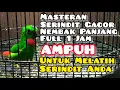 Download Lagu SUARA MASTERAN BURUNG SERINDIT GACOR MENEKAN LAWAN BIKIN BURUNG SERINDIT LAIN EMOSI DAN IKUT GACOR