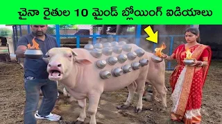 10 Crazy Ideas That Keep Animals Safe! | Simple & Unique Inventions to Protect Pets and Wildlife!