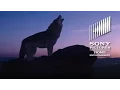 Download Lagu Wolf Totem - OFFICIAL TRAILER