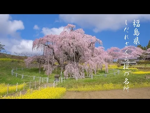 なんと‼️今だけ特別価格【期間限定商品　貴重品】日本三代桜 三春滝桜 福島県 三春滝桜ライトアップ4/20更新 | Find！三春 【みはる観光協会