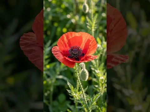 Don't Miss This Flower From Seeds