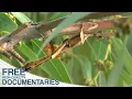 Download Lagu Masters of Disguise - The Unusual World of Insects