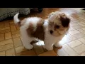 Havanese Puppy For Sale