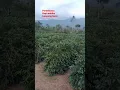 Download Lagu kopi Arabika lampung #kopi #berkebun #tanaman #lampungview