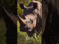What Do Rhinos Eat The Shocking Truth About Their Diet